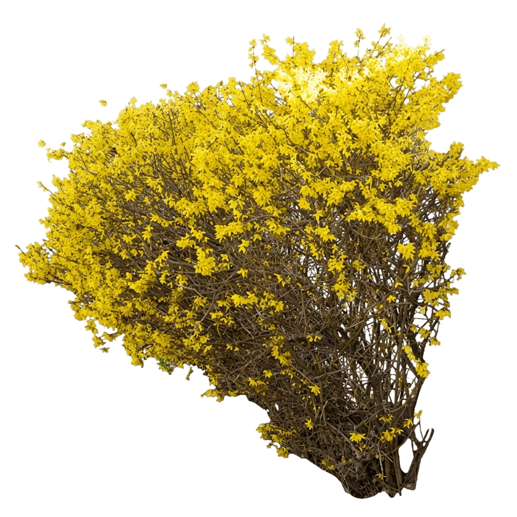 Lynwood Gold Forsythia (Forsythia Var. Hybrid 'Lynwood') - Shrubs