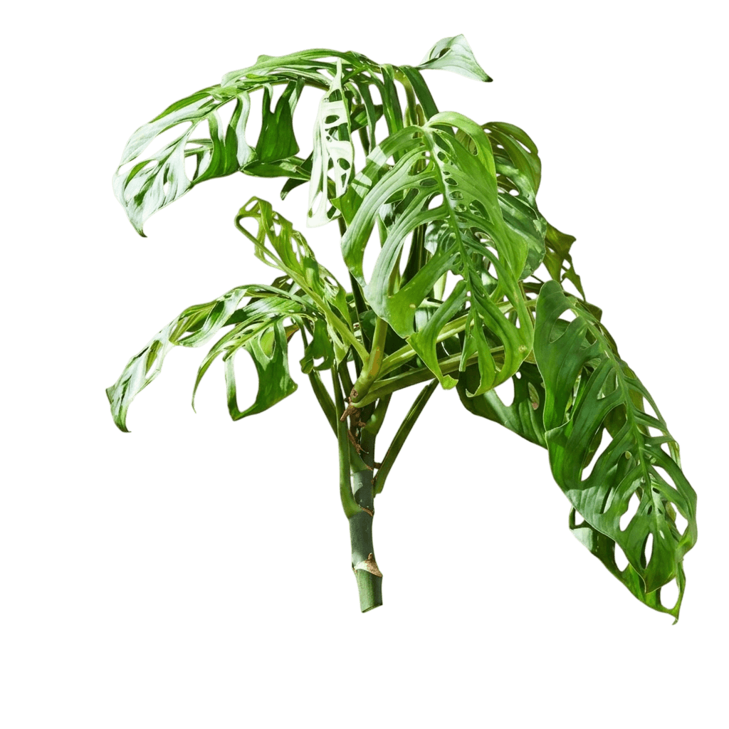 Esqueleto monstera (Monstera 'Esqueleto') - Indoor plants
