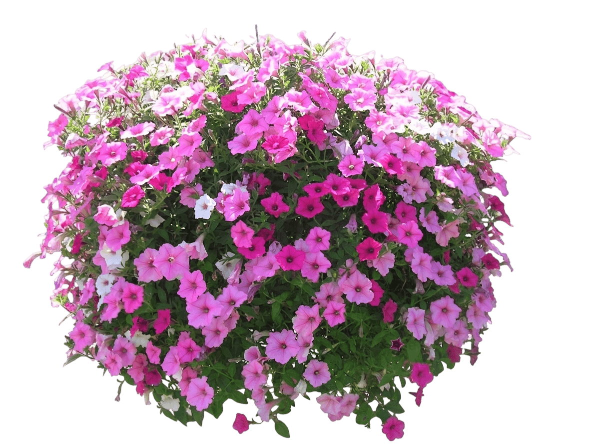 Banana Cherry Petunia (Petunia × Hybrida 'Kleph20425') - Perennials