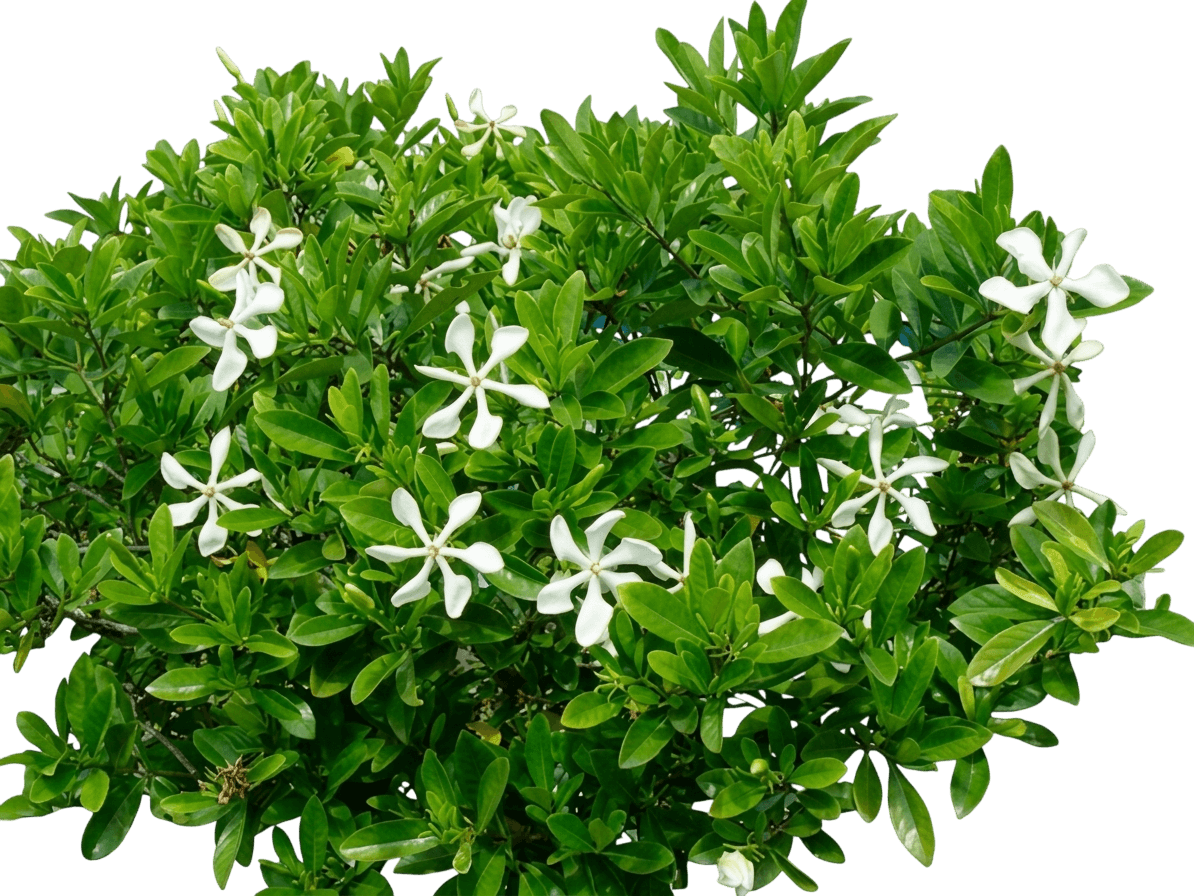 Vietnamese Gardenia (Gardenia Vietnamensis 'Vietnamese Gardenia') - Ground Layers