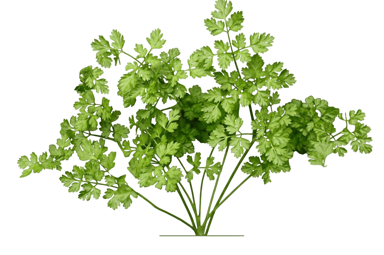 Chervil (Anthriscus Cerefolium) - Perennials