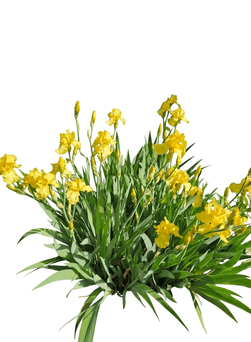 Harvest Of Memories German Iris (Iris Germanica 'Harvest Of Memories') - Perennials