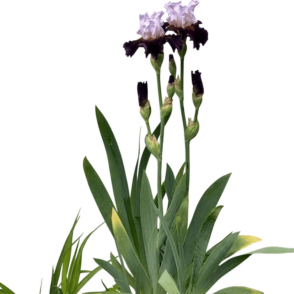 Bearded Iris, 'Starring' (Iris Germanica 'Starring') - Perennials