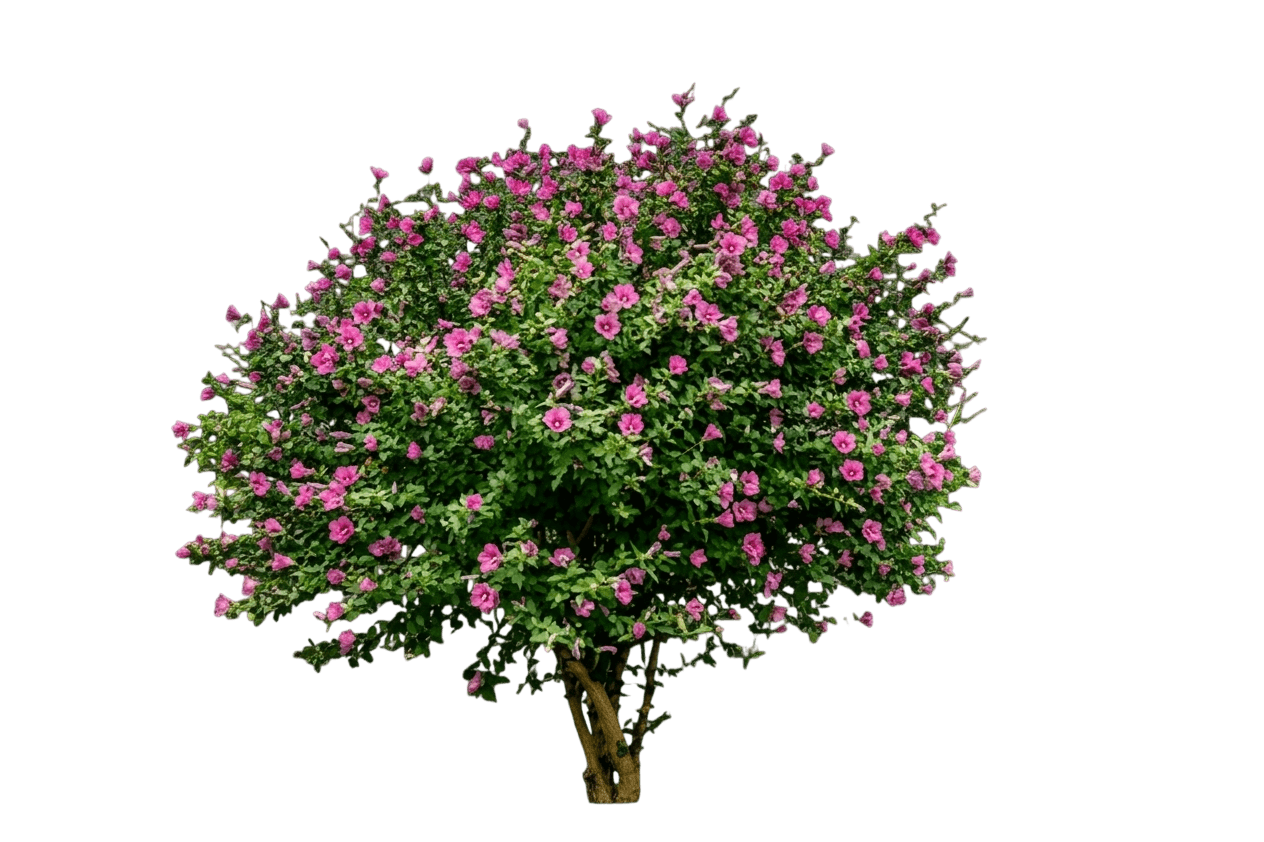 Pink Chiffon (Hibiscus Syiacus 'Pink Chiffon') - Ground Layers