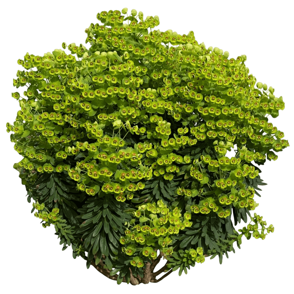 Sahara Tiny Treasure Euphorbia (Euphorbia × Martinii 'Waleulitr') - Perennials