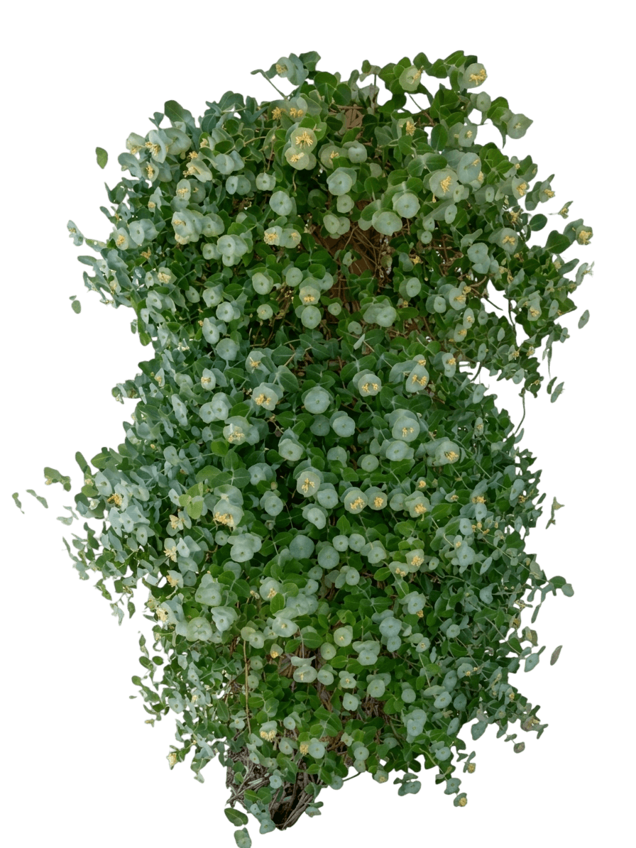 Kintzley'S Ghost Honeysuckle (Lonicera Reticulata S Ghost 'Kintzley') - Ground Layers