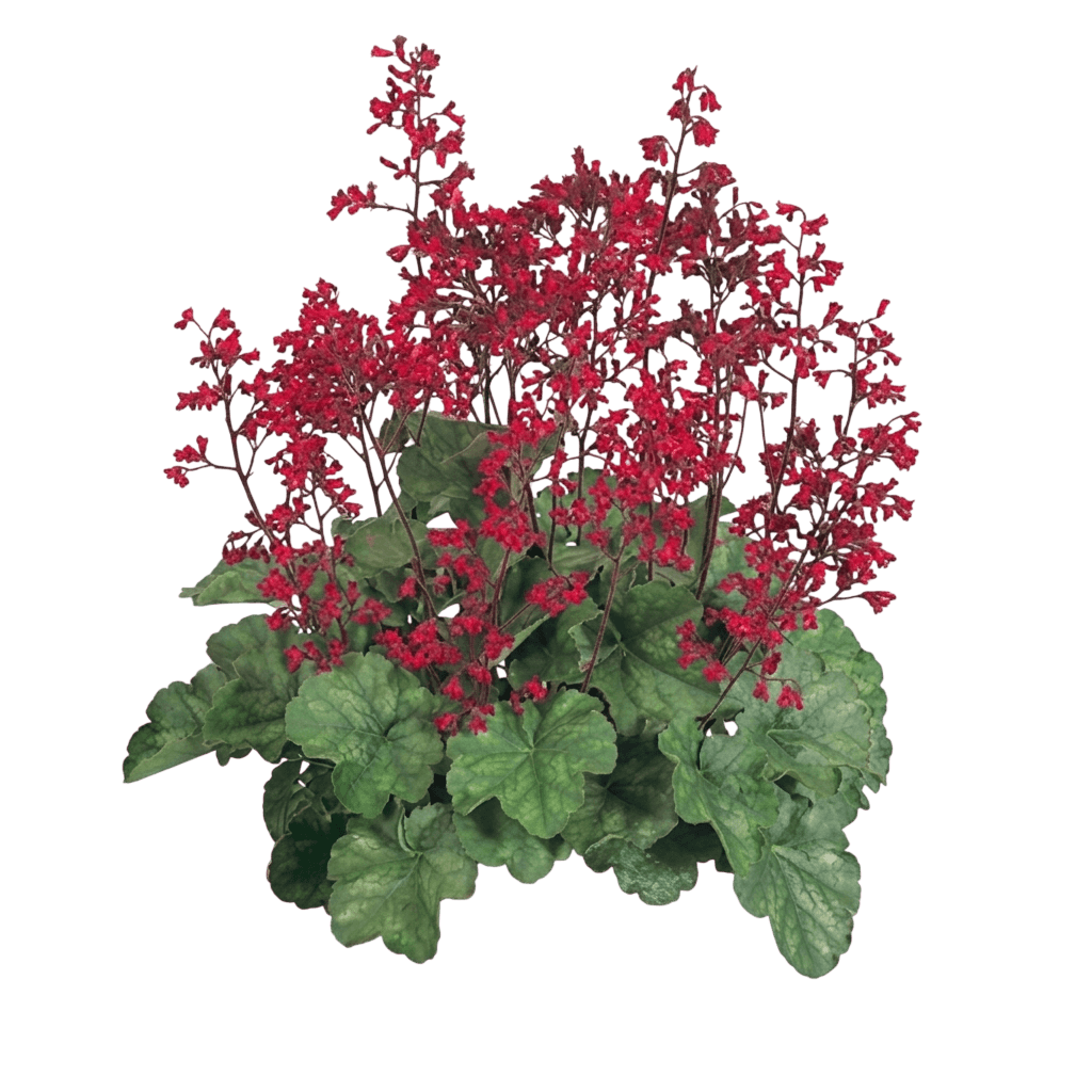 Coral Bells, Ruby Bells (Heuchera Sanguinea 'Ruby Bells') - Perennials