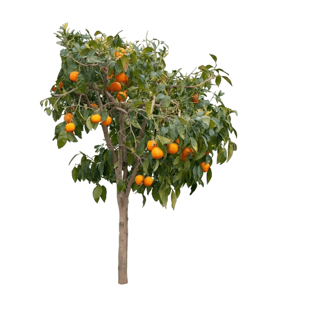 Westin Orange Tree (Citrus X Aurantium L.) - Fruit Trees