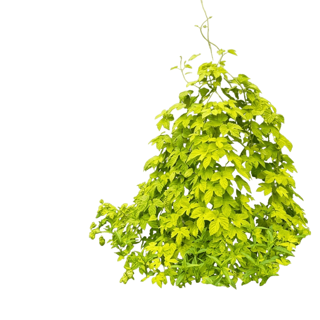 Hops Vine (Humulus Lupulus) - Perennials