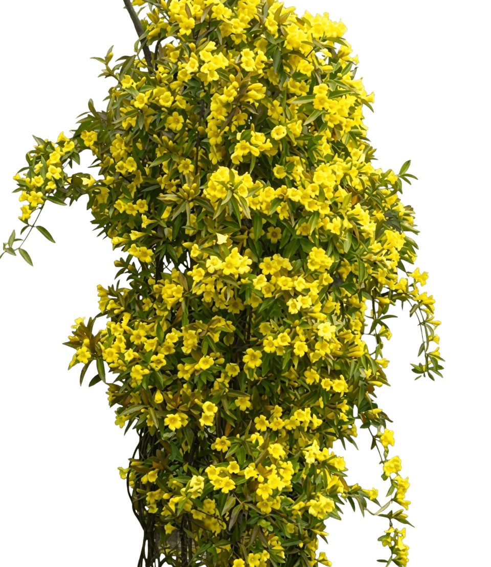 Margarita Caroliina Yellow Jessamine (Gelsemium Sempervirens 'Margarita') - Ground Layers