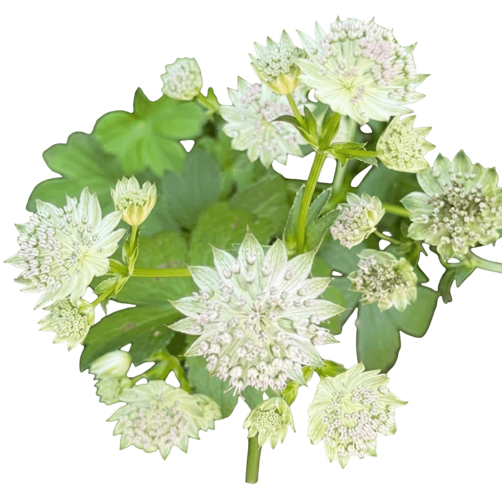 Masterpiece Masterwort (Astrantia Major ?Masterpiece? Var. Major) - Perennials