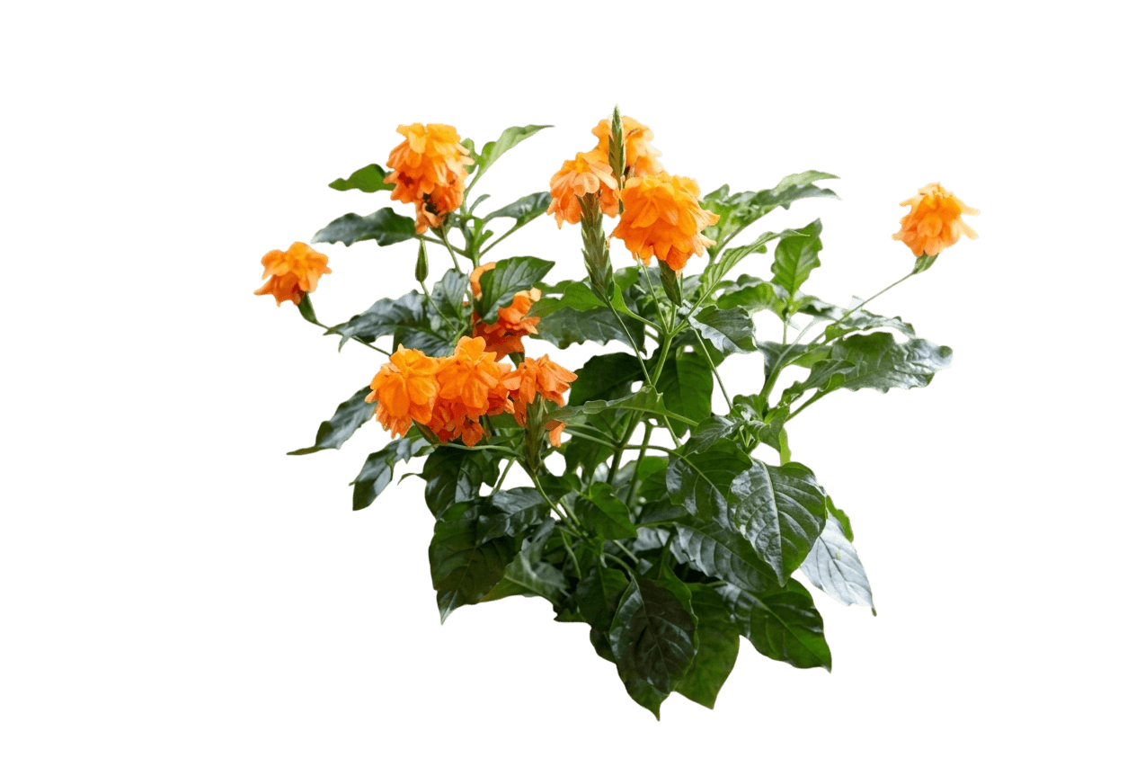 Fire Glow (Crossandra 'Fire Glow') - Ground Layers