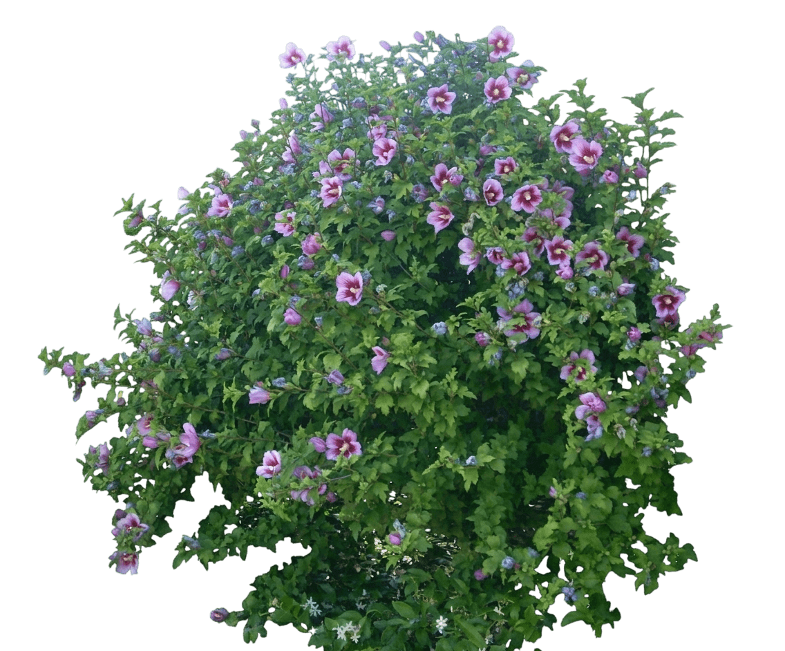 Hollandia Rose-Of-Sharon (Hibiscus Syriacus ‘Hollandia’) - Ground Layers
