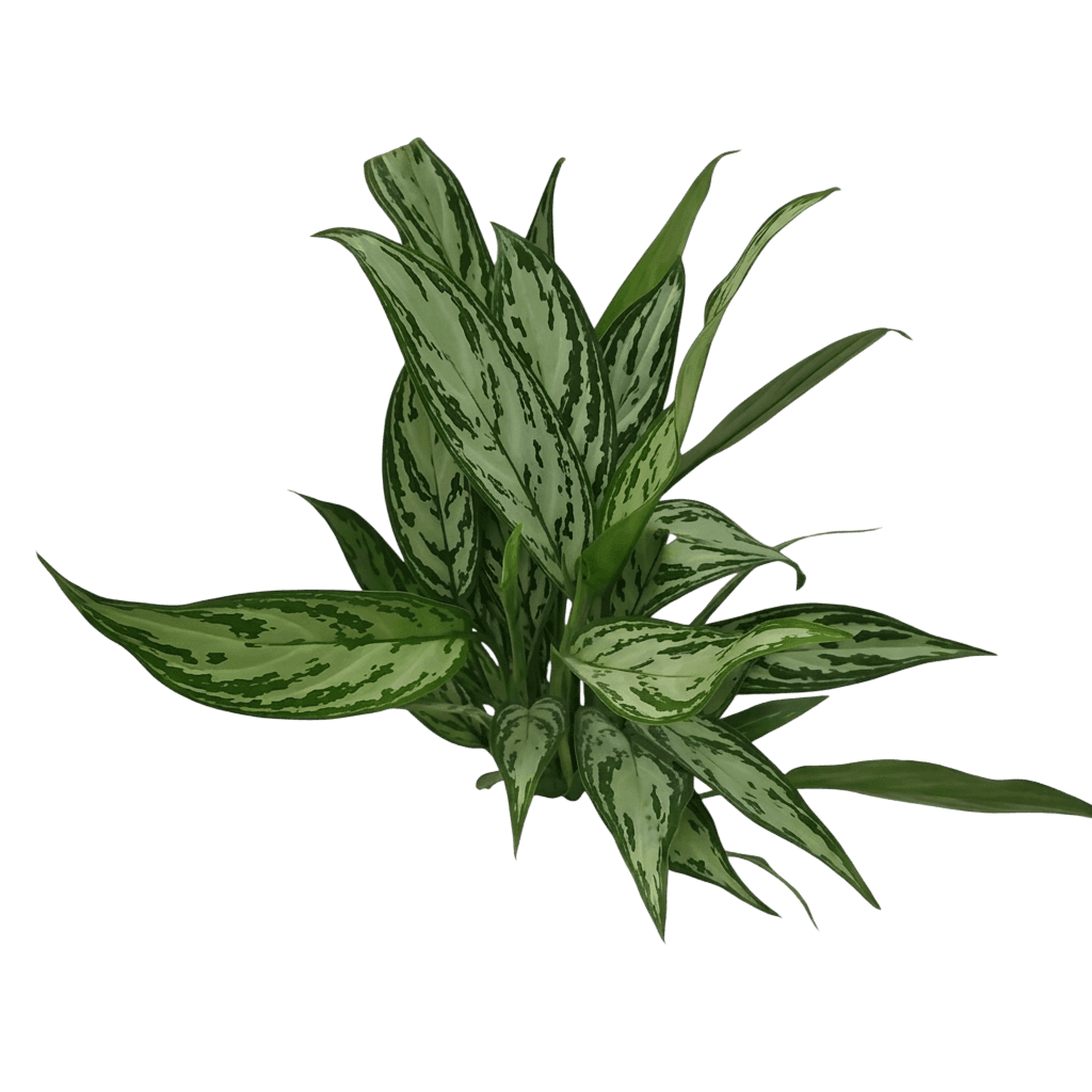 Burmese Evergreen (Aglaonema Nitidum) - Indoor Plants
