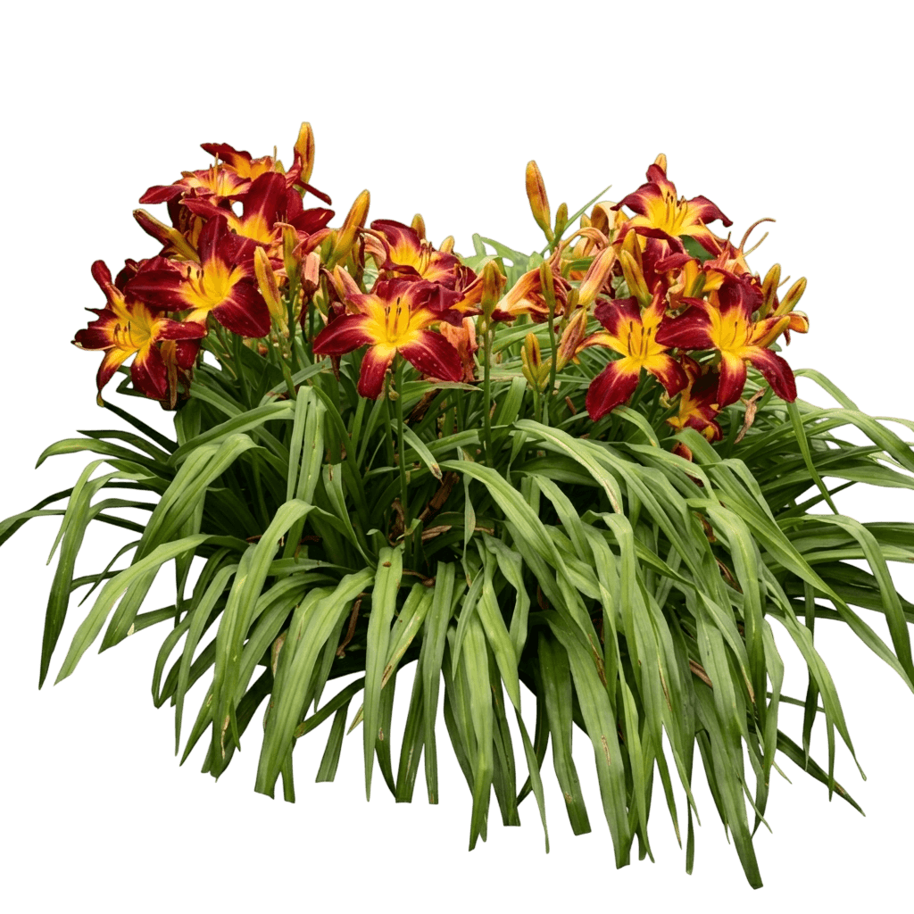 ruby spider daylily (Hemerocallis Rainbow Rhythm 'Ruby Spider') - Perennials