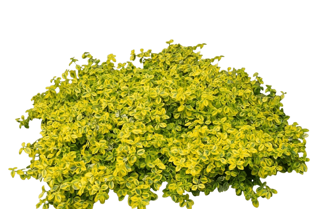 Gold Splash® Wintercreeper Euonymus (Euonymus Fortunei Var. Fortunei 'Gold Splash') - Groundcovers