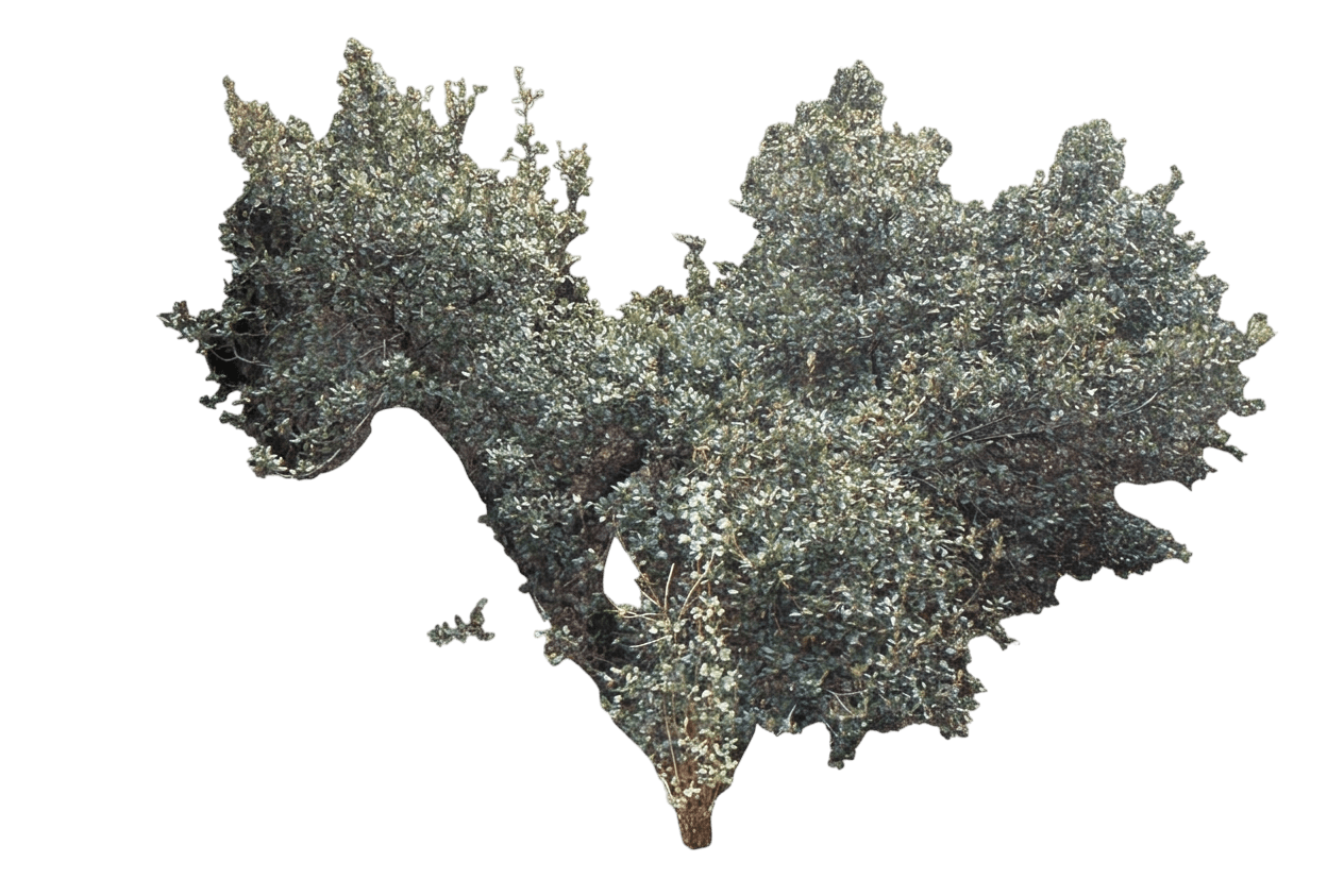 California scrub oak (Quercus Berberidifolia) - Shrubs