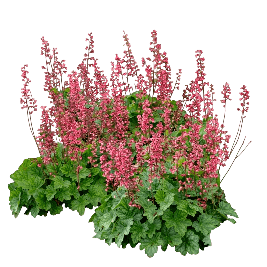 Sienna Sunrise Coral Bells (Heuchera 'Doheugaberu') - Perennials