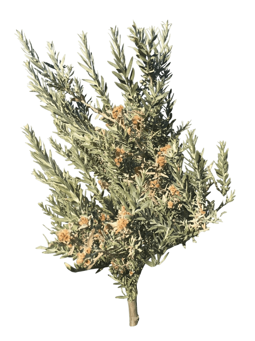 Coville arrow weed (Pluchea Sericea) - Shrubs