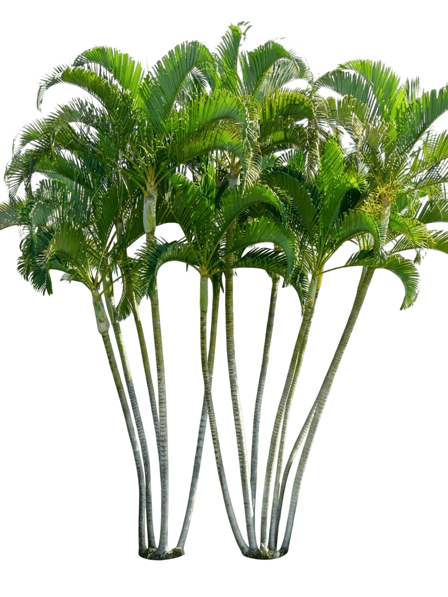 Yellow Butterfly Palm (Chrysalidocarpus Lutescens) - Evergreen Trees
