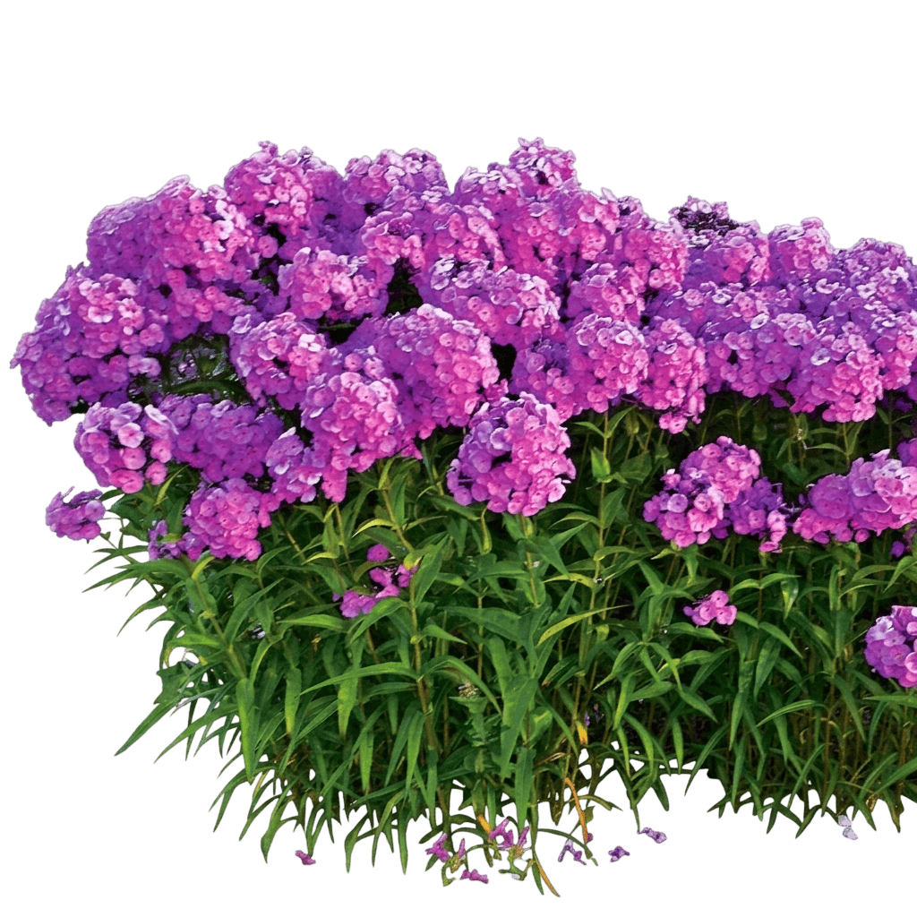 Fashionably Early Flamingo Garden Phlox (Phlox 'Fashionably Early Flamingo') - Perennials