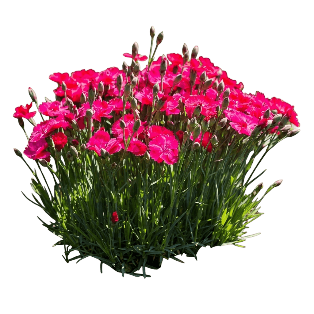 EverBloom™ Red Delicious Dianthus (Dianthus × Var. X 'Red Delicious') - Perennials