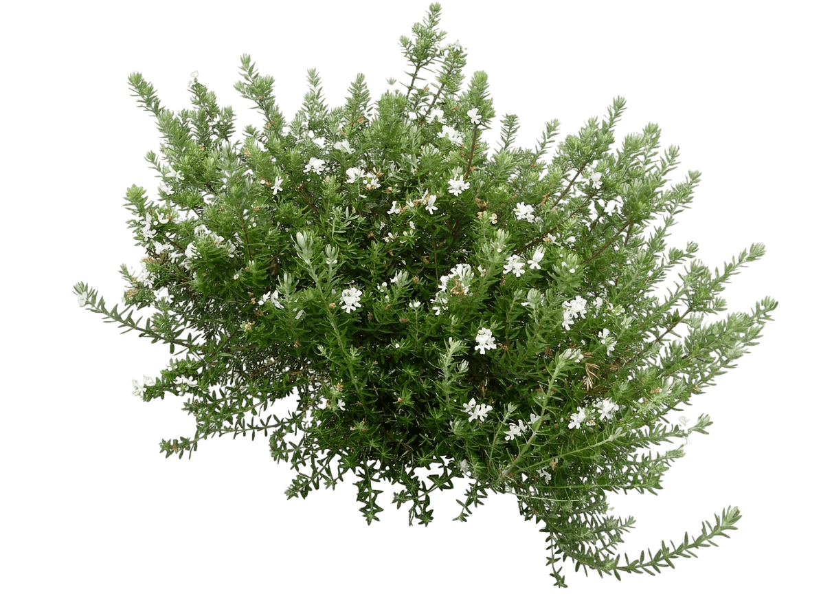 Coastal Rosemary (Westringia Fruticosa) - Ground Layers