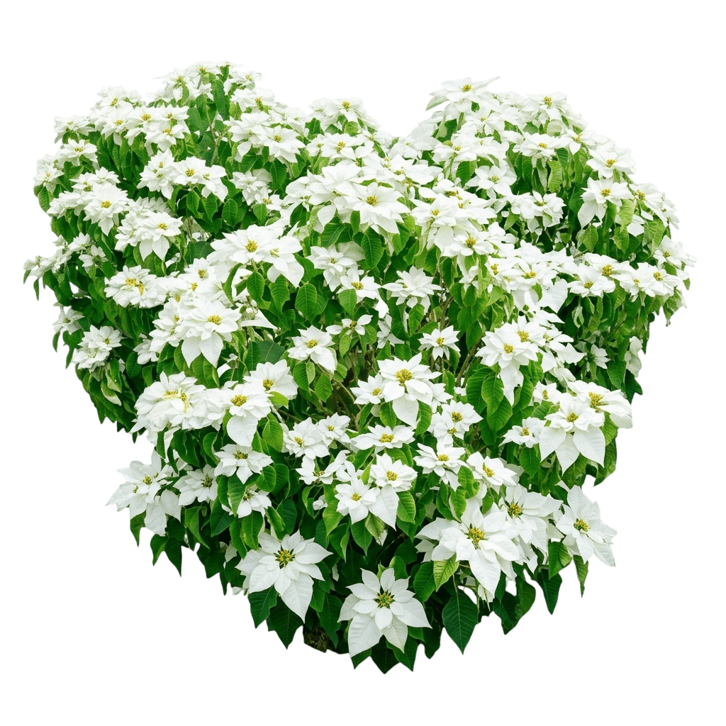 White Holiday Poinsettia (3-Pack) (Euphorbia Pulcherrima) - Indoor Plants