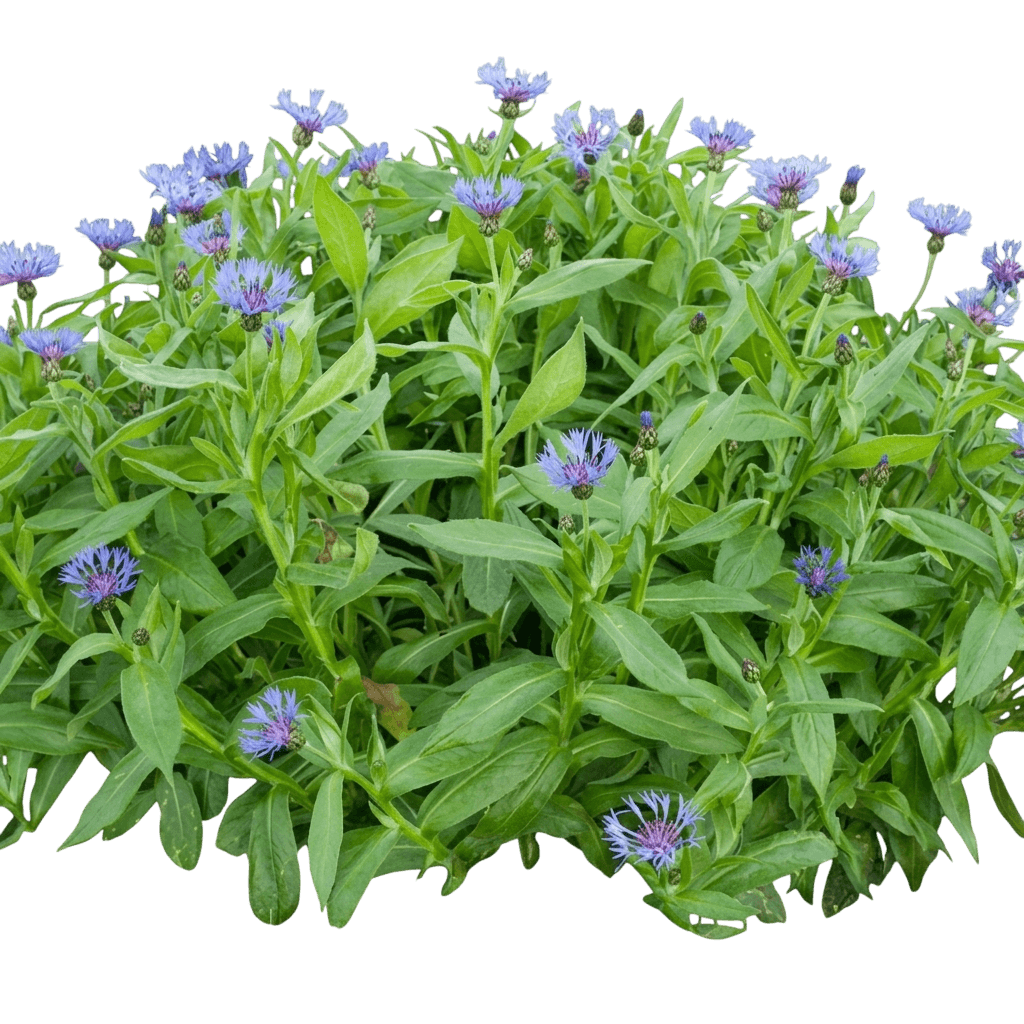 Bachelor Button (Centaurea Montana 'Blue') - Perennials