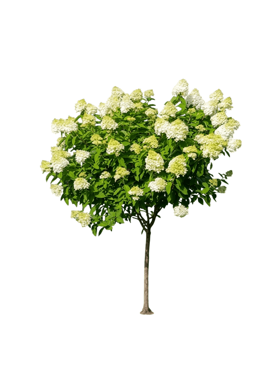 Panicle Hydrangea 'Jane' Pp22330 Little Lime® (Hydrangea Paniculata Tree Form 'Jane') - Flowering Trees