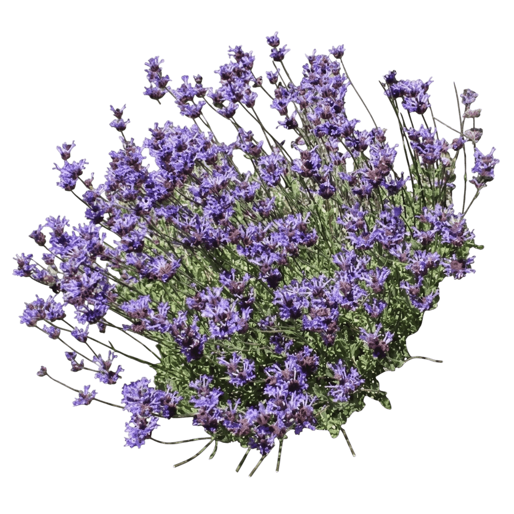 Allen Chickering Sage (Salvia 'Allen Chickering') - Ground Layers
