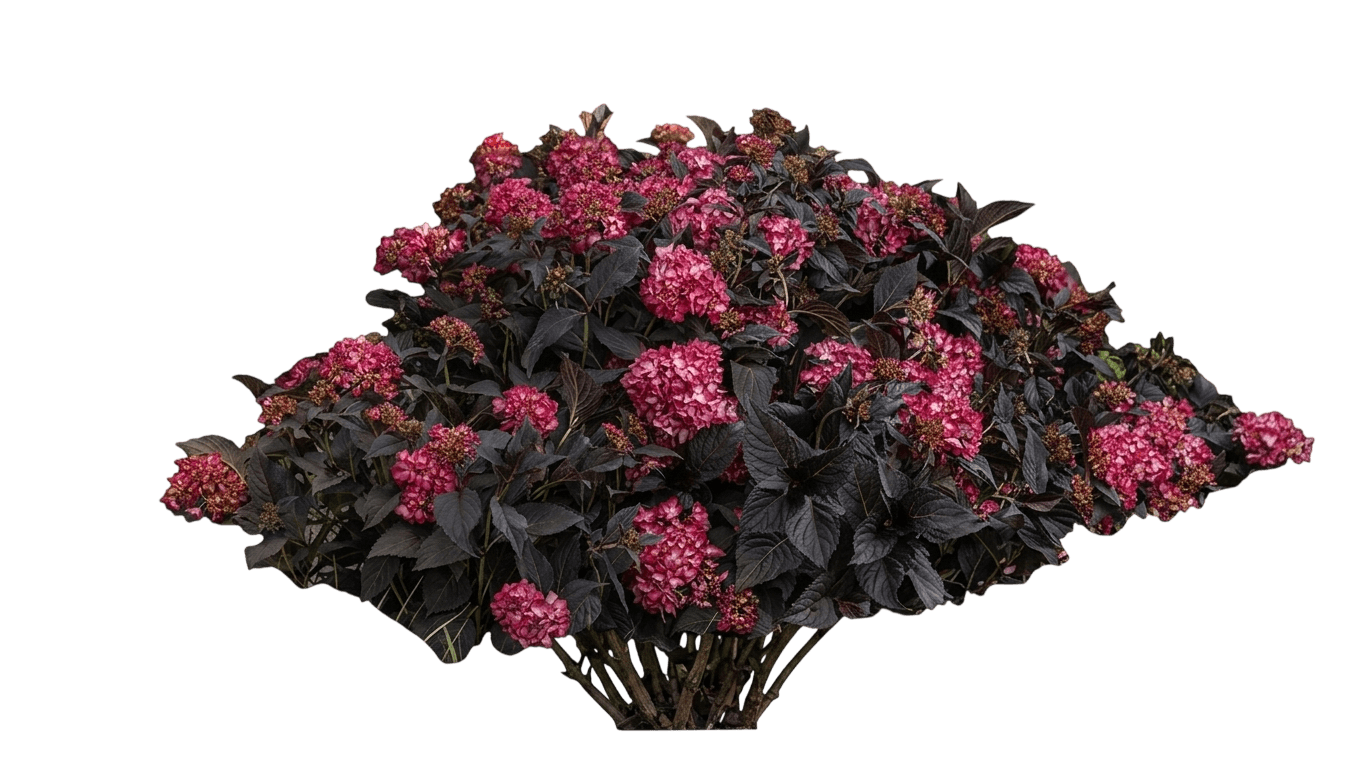 Wee Bit Grumpy Bigleaf Hydrangea (Hydrangea Macrophylla 'Stragrum') - Ground Layers