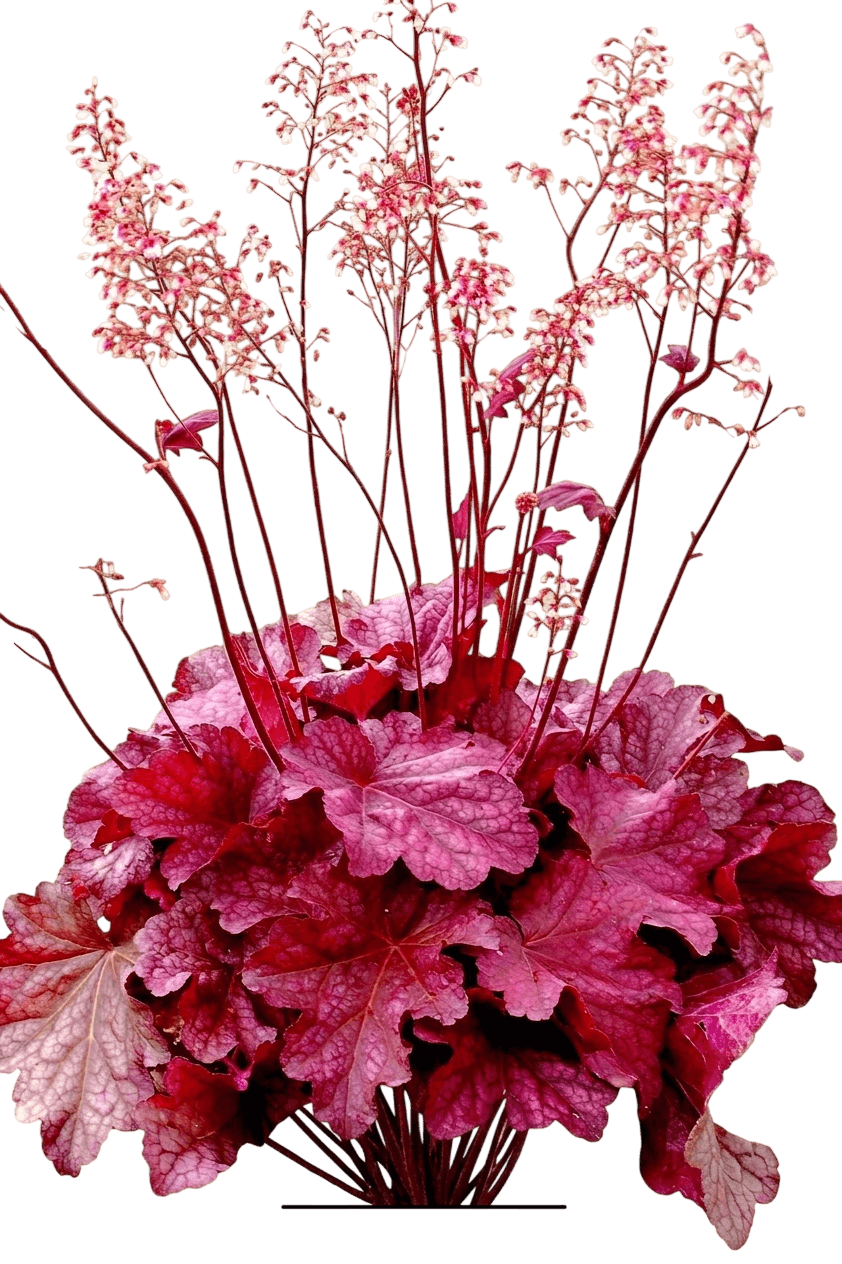 Iridescent Coral Bells (Heuchera Var. Hybrid 'Iridescent') - Perennials