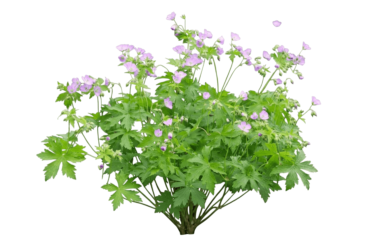 Wild Geranium (Geranium Maculatum Var. Maculatum) - Perennials