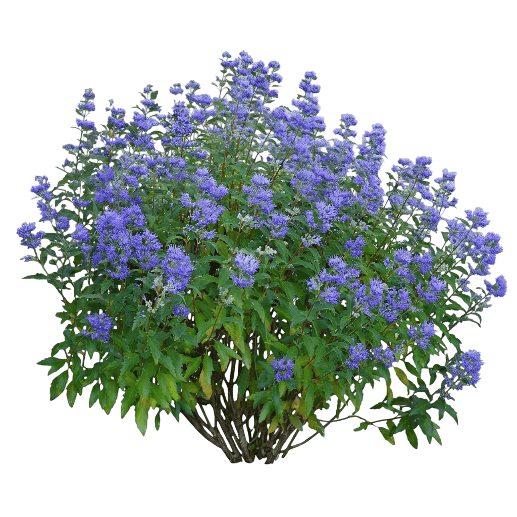 Gran Bleu Blue Mist Shrub (Caryopteris X Clandonensis Gran Bleu 'Inoveris') - Ground Layers