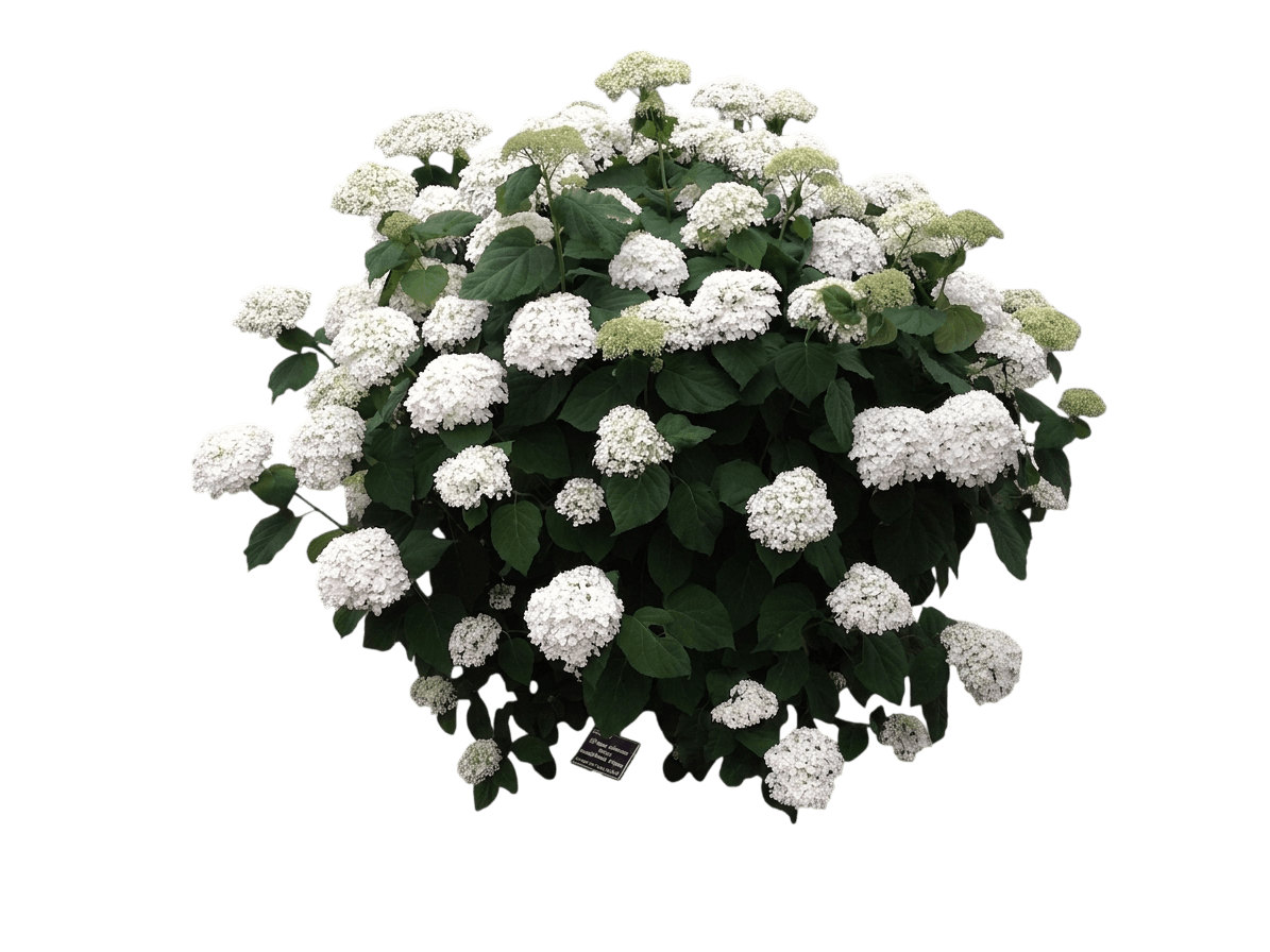 Incrediball® Hydrangea (Hydrangea Arborescens Incrediball 'Abetwo') - Ground Layers