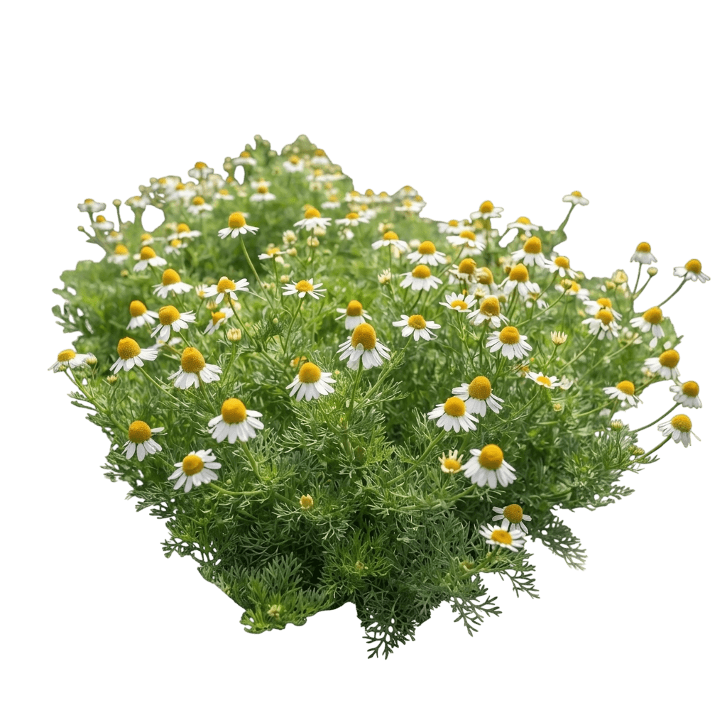 chamomile (Chamaemelum Nobile) - Groundcovers