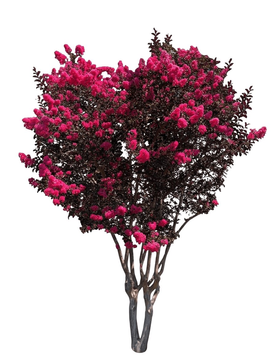 Shadow Magic Crape Myrtle (Lagerstroemia Indica 'Bailllagtwo') - Ground Layers