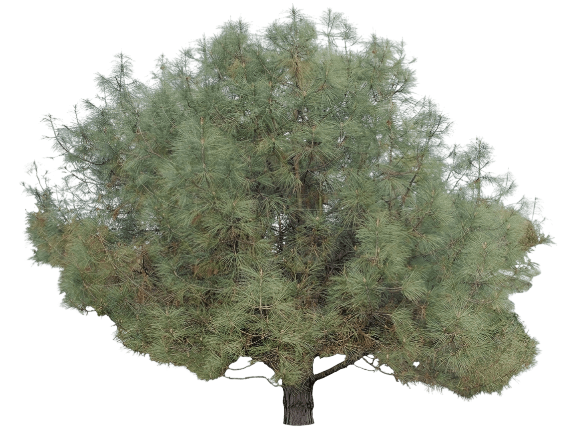 foothill pine (Pinus Sabiniana) - Evergreen trees
