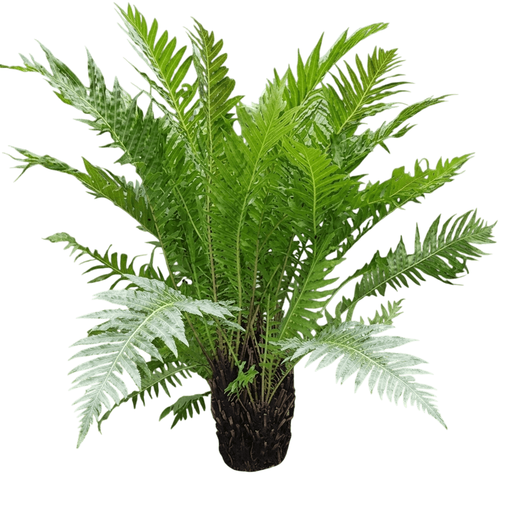 Silver Lady (Blechnum 'Silver Lady') - Ground Layers