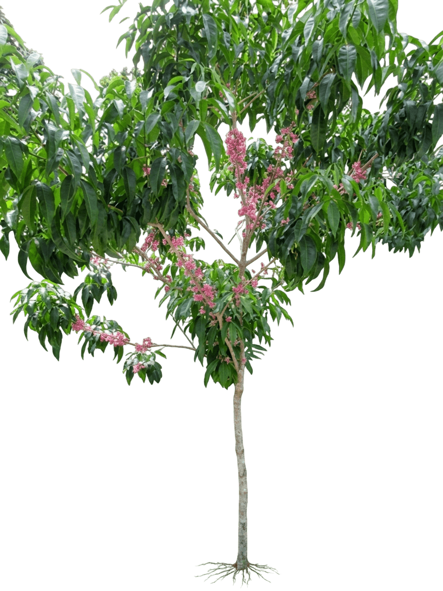 Little Evodia (Melicope Rubra) - Flowering Trees