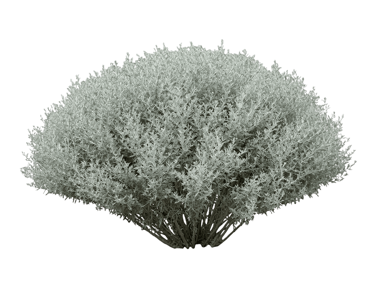 Gardenghost® Artemisia (Artemisia Ludoviciana Var. Ludoviciana 'G19123') - Perennials