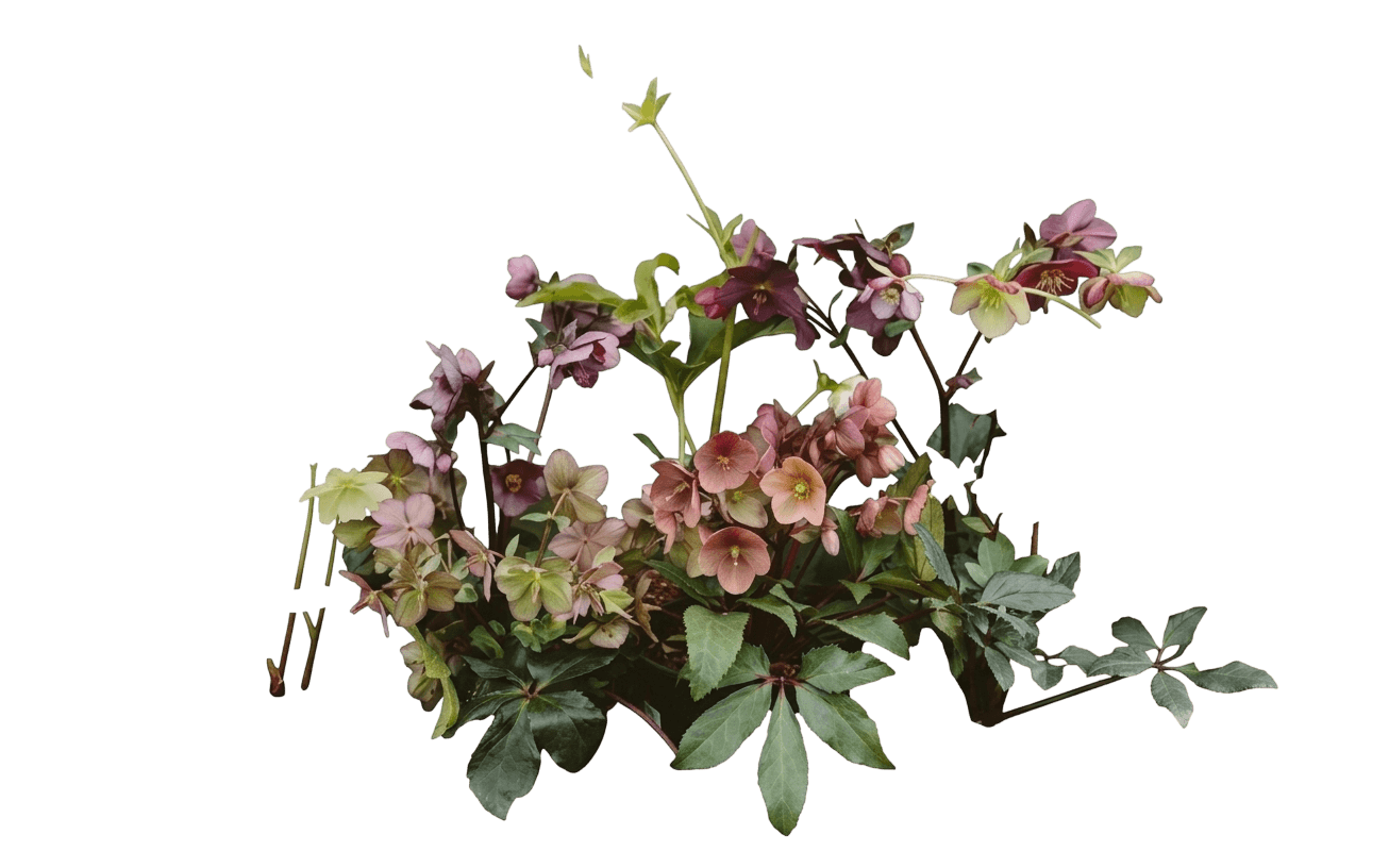Gold Collection® Merlin Lenten Rose (Helleborus X Var. X 'Coseh 810') - Perennials