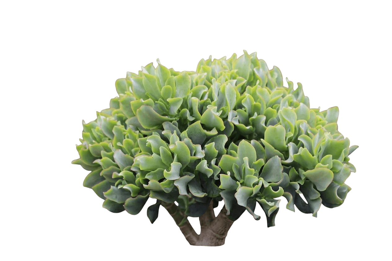 Ripple Jade (Crassula Arborescens Subsp. Undulatifolia) - Indoor Plants