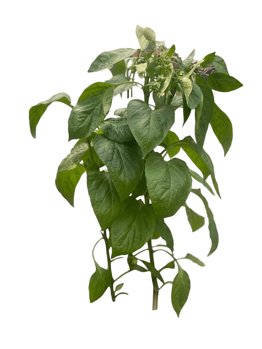 Maule’S Red Hot Pepper (Capsicum 'Maule’S Red Hot') - Perennials