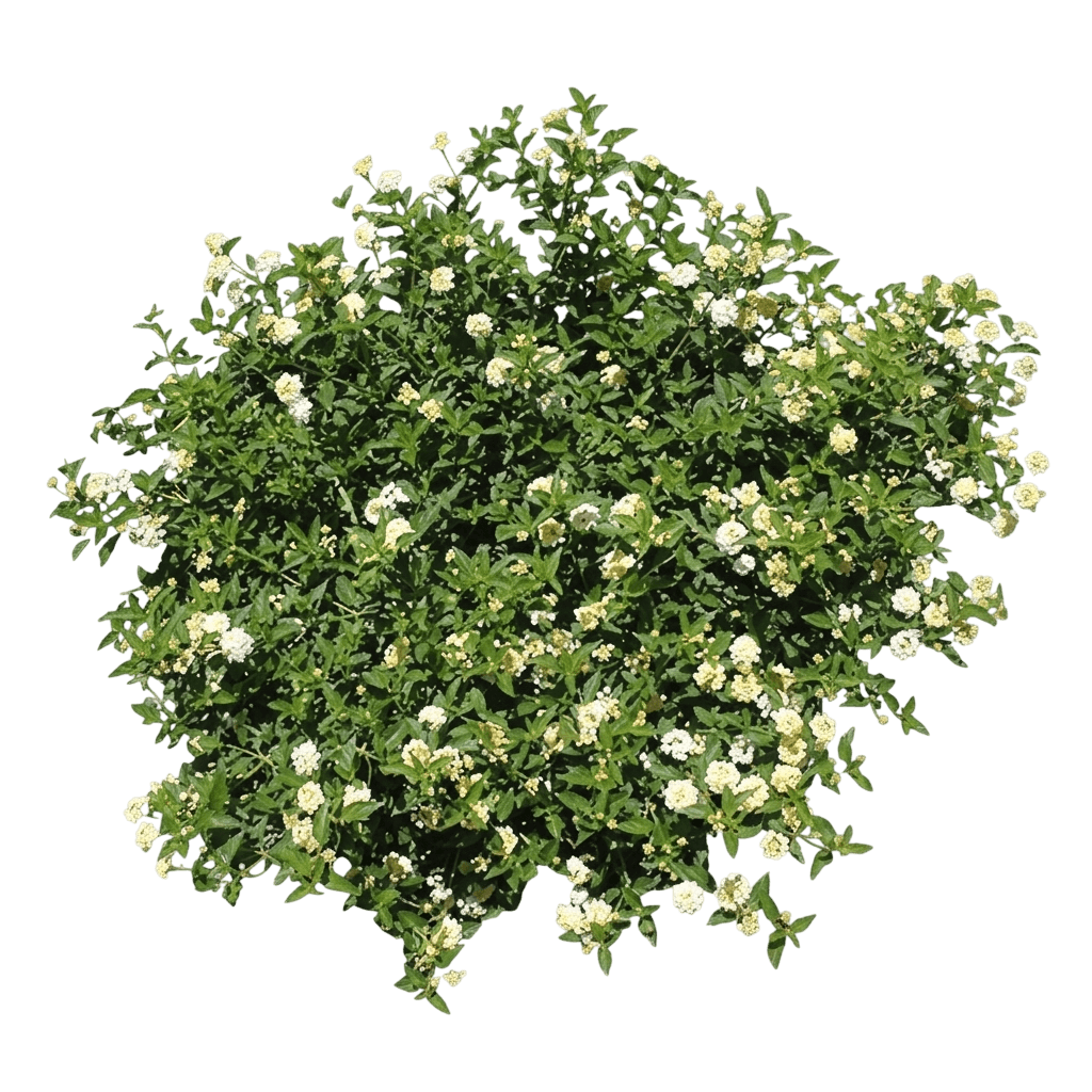 Firefrost Lantana (Lantana Camara 'Rhlc2019') - Perennials