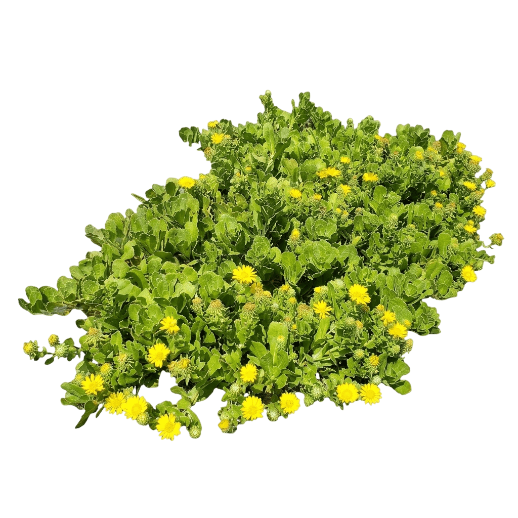 coastal gum plant (Grindelia Stricta) - Perennials