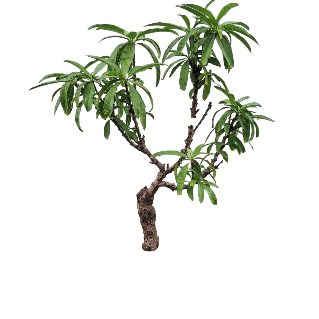 Nectar Babe Nectarine (Prunus Persica Var. Nucipersica 'Nectar Babe') - Fruit Trees