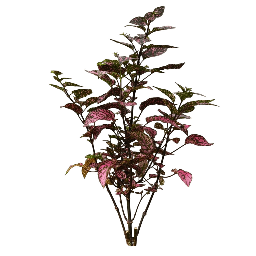 Splash Select Pink Polka Dot Plant (Hypoestes Phyllostachya 'Pas2341') - Indoor Plants