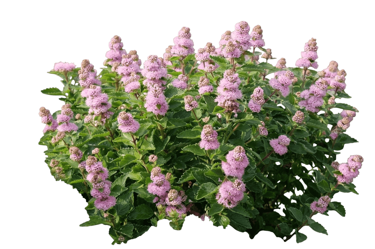 Sunshine Blue® Ii Bluebeard (Caryopteris Incana Var. Incana 'Smncvh') - Shrubs